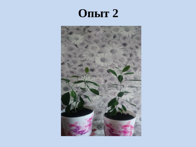 Опыт 2 