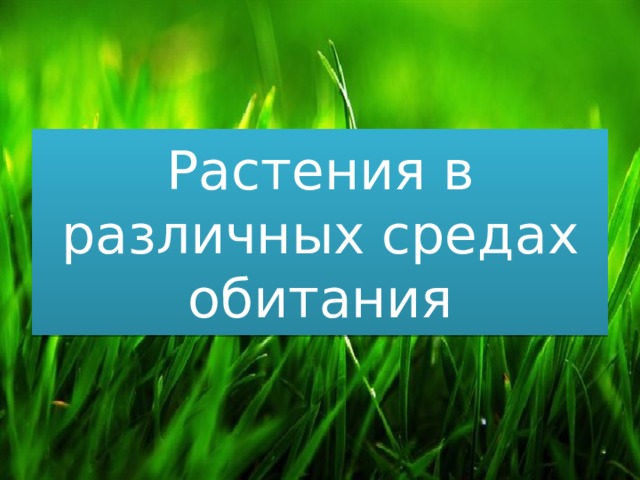 Растения в различных средах обитания 