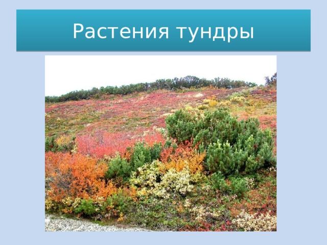 Растения тундры 