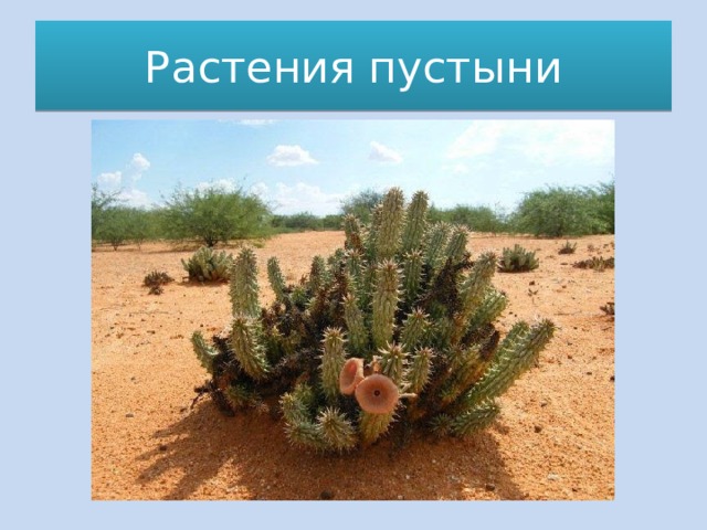 Растения пустыни 
