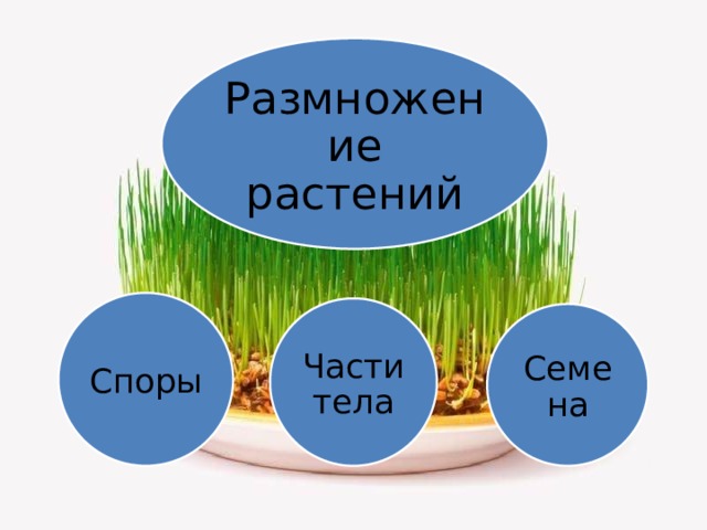 Размножение растений Споры Части тела Семена 