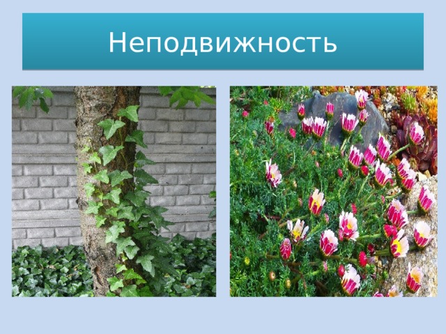 Неподвижность 