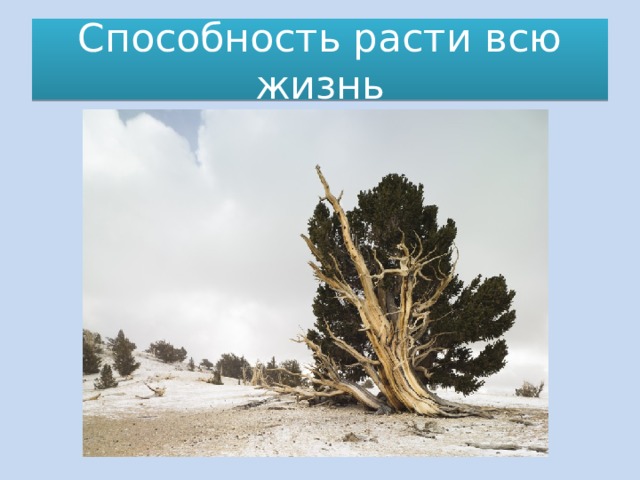 Способность расти всю жизнь 