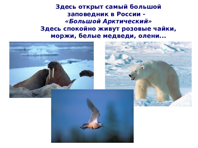 Здесь открыт самый большой заповедник в России -  «Большой Арктический»  Здесь спокойно живут розовые чайки, моржи, белые медведи, олени... 