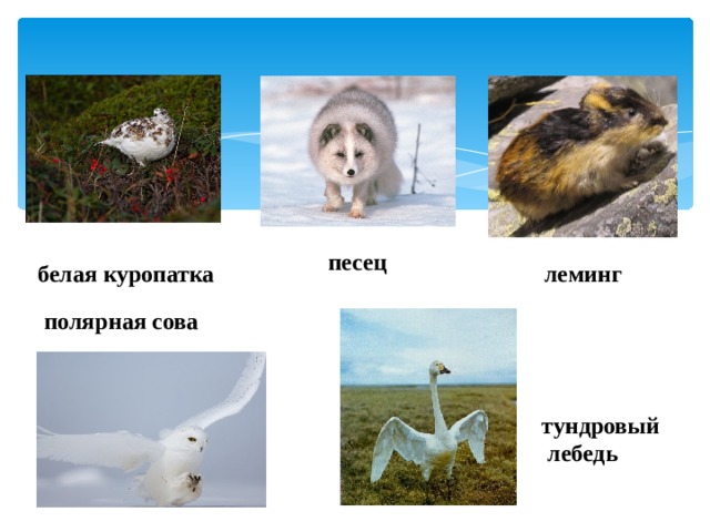 песец белая куропатка леминг полярная сова тундровый  лебедь   