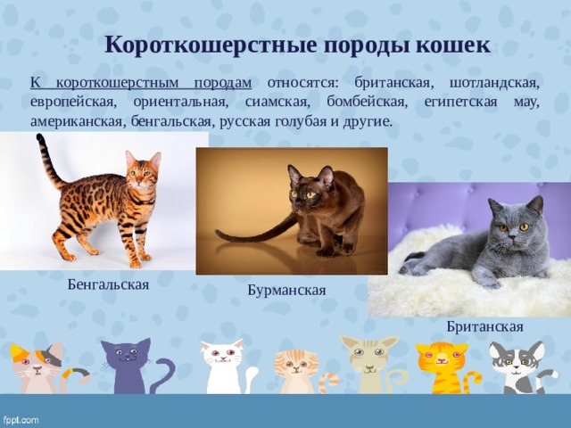 Проект эти удивительные кошки 2 класс
