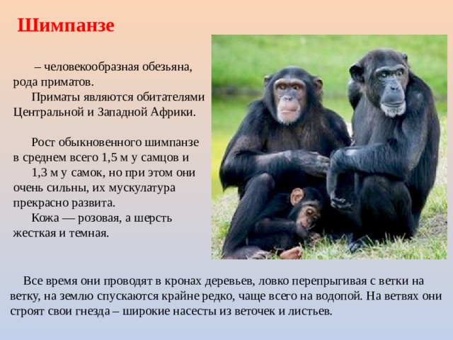 Человекообразные обезьяны представители. Шимпанзе рост. Шимпанзе самец и самка отличия.