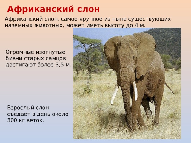 Где живут слоны 1 класс видеоурок окружающий. Классификация «слон Африканский». Высота африканского слона. Рост африканского слона. Систематика африканского слона.