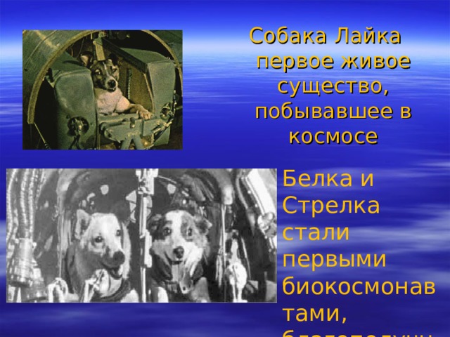 Собака Лайка первое живое существо, побывавшее в космосе Белка и Стрелка стали первыми биокосмонавтами, благополучно вернувшимися на Землю  