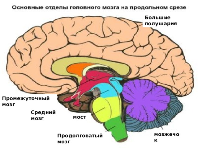 Большие полушария головного мозга презентация 8 класс