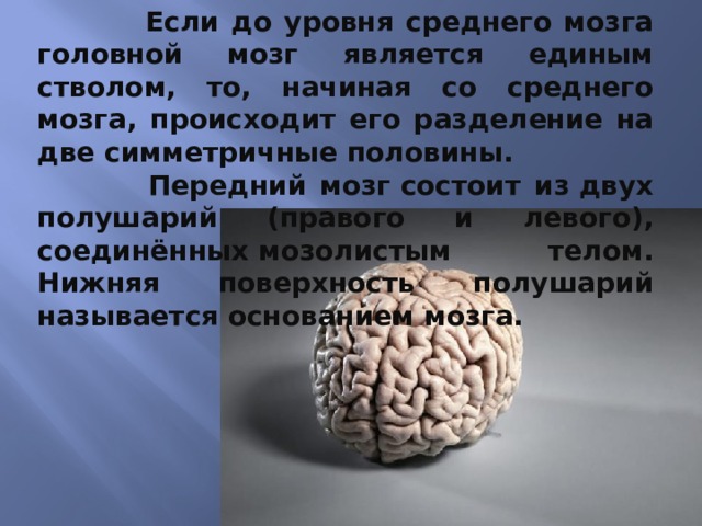 Из каких веществ состоит мозг