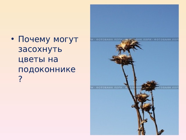 Почему могут засохнуть цветы на подоконнике? 
