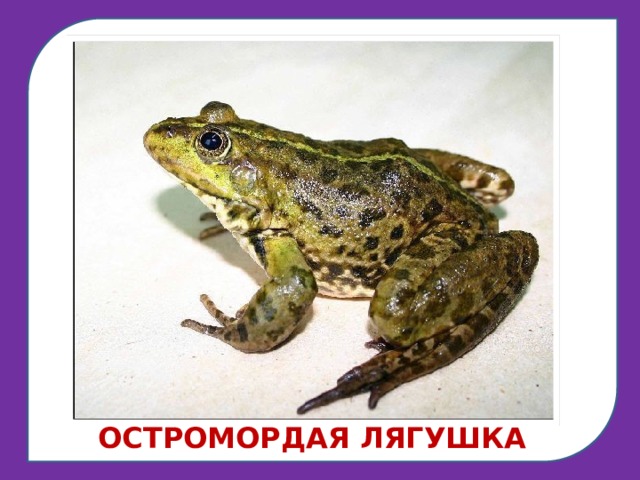 Лягушки примеры 1 1