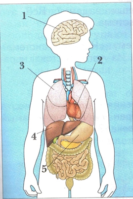 Тест органы человека 3