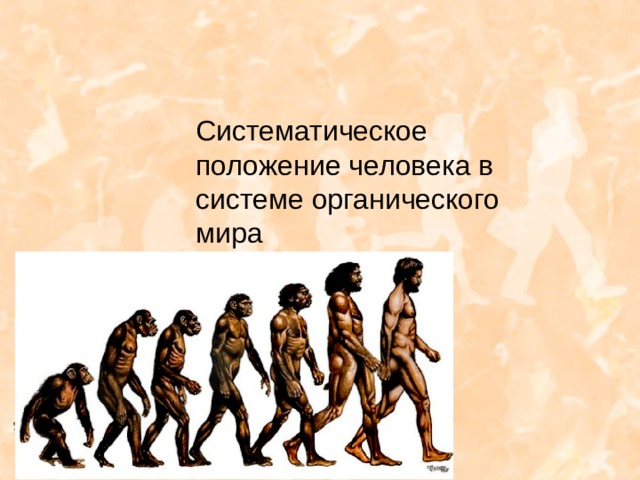 6 место человека. Классификация человека разумного. Классификация человека разумного в биологии. Систематическое положение человека тема. Положение человека биология.