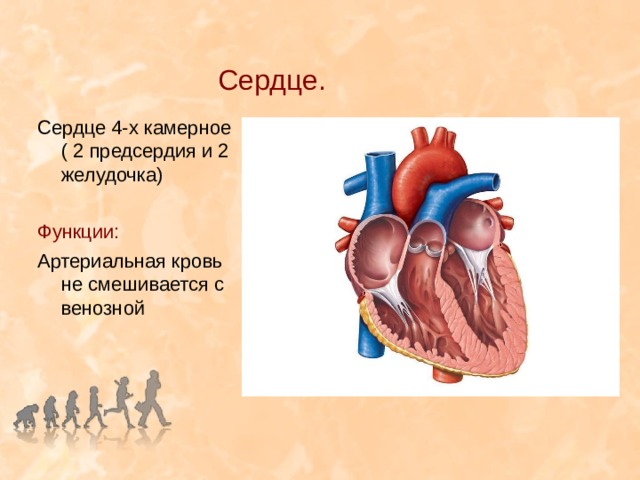 В сердце млекопитающих содержится. Сердце человека 2 камерное. 4 Камерное сердце. Четыпех камерное сердце. Сердце человека четырехкамерное.