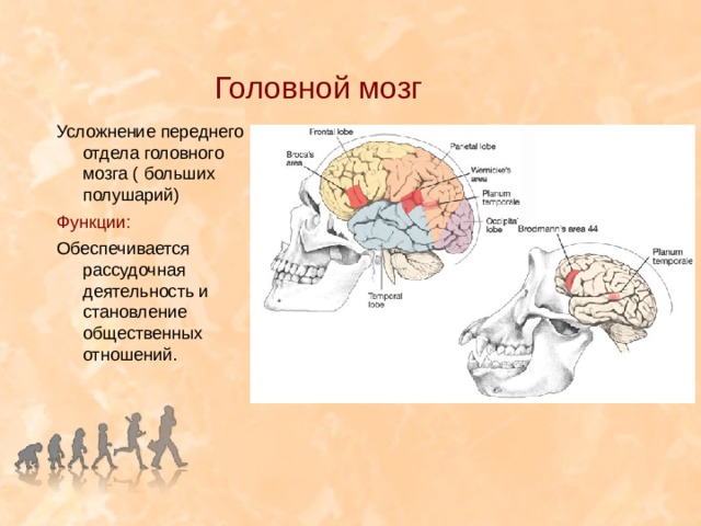 Центр времени в мозге. Усложнение головного мозга. Усложнение переднего отдела головного мозга. Время большого мозга. О да это время большого мозга.