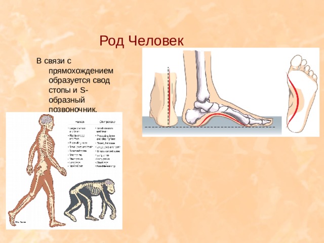 Какое изменение в строении. Изменения в скелете человека в связи с прямохождением. В связи с прямохождением. Сводчатая стопа у человека. В связи с прямо хождение у человека.