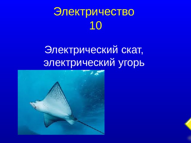 Электричество  10 Электрический скат, электрический угорь  
