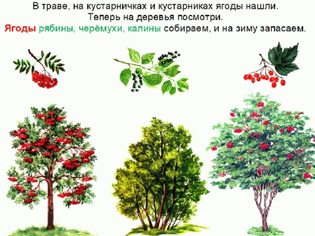 Презентация ягоды старшая группа