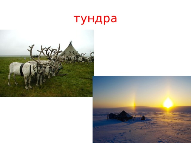 тундра 