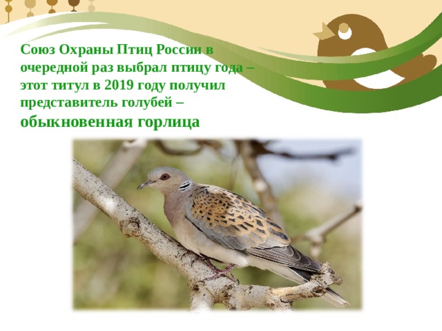 Союз Охраны Птиц России в очередной раз выбрал птицу года – этот титул в 2019 году получил представитель голубей – обыкновенная горлица 