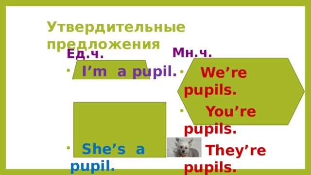  Утвердительные предложения Мн.ч. Ед.ч.  I’m a pupil.    She’s a pupil.  He’s a pupil.   It’s a dog.  We’re pupils.  You’re pupils.  They’re pupils.  
