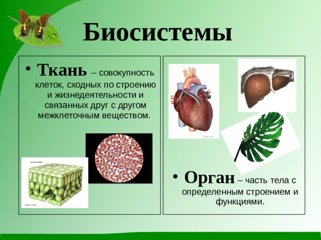 Организм живая биосистема. Биосистемы. Понятие биосистемы. Биосистема это в биологии. Биосистема организм.