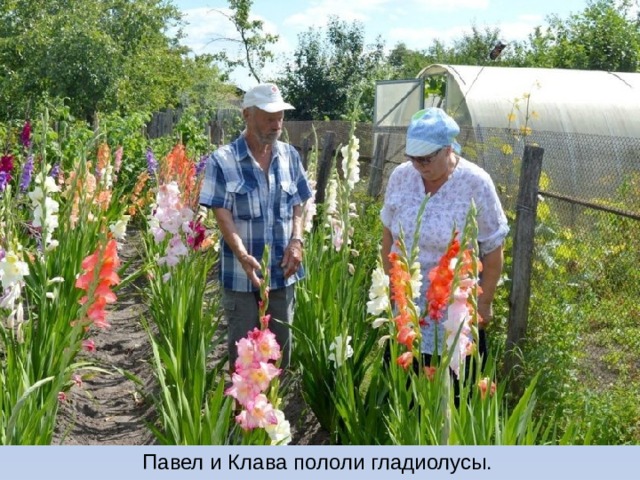 Гладиолусы в саду фото Предложения со звуком Л. Иллюстрации