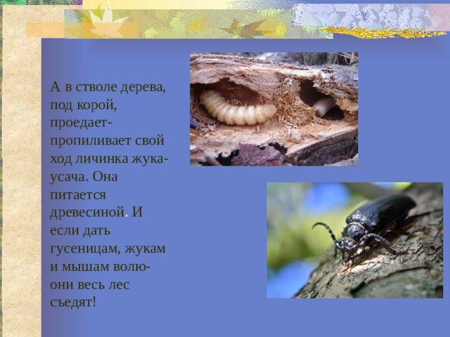 Кукушки поедают в лесу вредных гусениц схема предложения