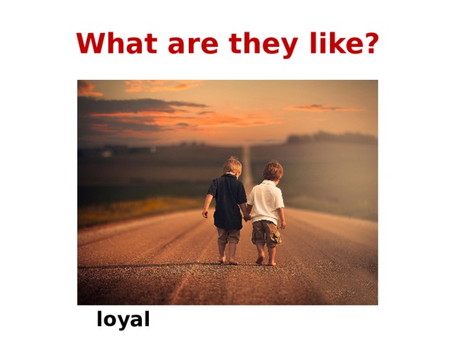 What are they like? loyal 