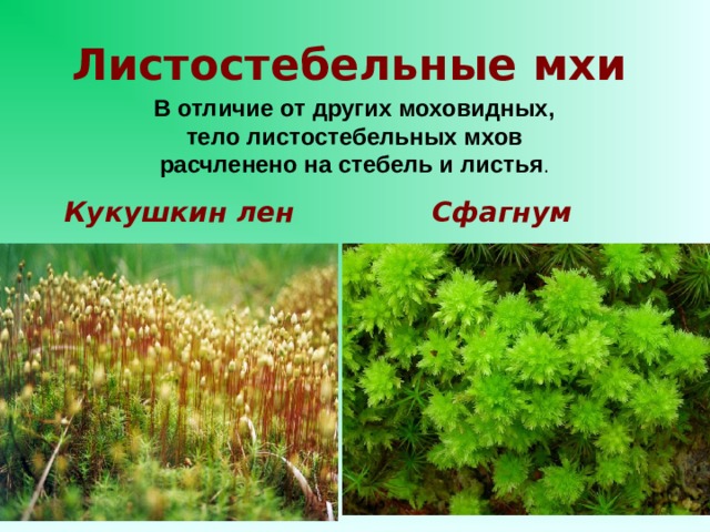 К какой группе относится растение фрагмент которого представлен на фотографии 1 водоросли 2 мхи