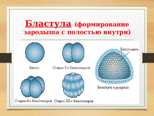 Бластула  (формирование зародыша с полостью внутри) 