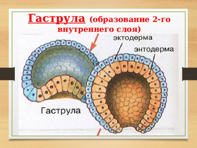 Гаструла  (образование 2-го внутреннего слоя) 