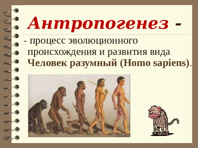 Антропогенез - - процесс эволюционного происхождения и развития вида Человек разумный (Homo sapiens) . 