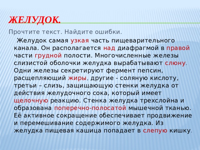 Желудок. Прочтите текст. Найдите ошибки.  Желудок самая  узкая часть пищеварительного канала. Он располагается  над  диафрагмой в  правой части  грудной  полости. Многочисленные железы слизистой оболочки желудка вырабатывают слюну . Одни железы секретируют фермент пепсин, расщепляющий  жиры , другие - соляную кислоту, третьи – слизь, защищающую стенки желудка от действия желудочного сока, который имеет  щелочную  реакцию. Стенка желудка трехслойна и образована  поперечно-полосатой  мышечной тканью. Её активное сокращение обеспечивает продвижение и перемешивание содержимого желудка. Из желудка пищевая кашица попадает в  слепую  кишку . 