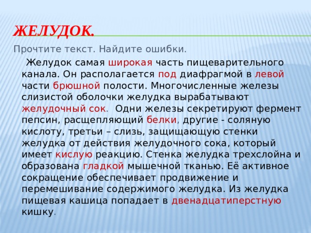 Желудок. Прочтите текст. Найдите ошибки.  Желудок самая  широкая часть пищеварительного канала. Он располагается  под  диафрагмой в левой части  брюшной  полости. Многочисленные железы слизистой оболочки желудка вырабатывают желудочный сок . Одни железы секретируют фермент пепсин, расщепляющий  белки , другие - соляную кислоту, третьи – слизь, защищающую стенки желудка от действия желудочного сока, который имеет  кислую  реакцию. Стенка желудка трехслойна и образована  гладкой  мышечной тканью. Её активное сокращение обеспечивает продвижение и перемешивание содержимого желудка. Из желудка пищевая кашица попадает в  двенадцатиперстную кишку . 