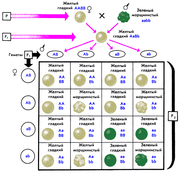 Какие гаметы образует генотип aabb. Дигибридное скрещивание Тип гамет. Образует 2 типа гамет. Таблица скрещивания. Типы гамет.