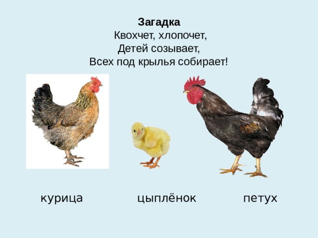 Загадка   Квохчет, хлопочет,  Детей созывает,  Всех под крылья собирает!     курица цыплёнок петух  