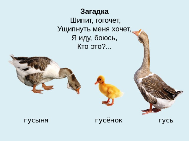 Загадка  Шипит, гогочет,  Ущипнуть меня хочет,  Я иду, боюсь,  Кто это?...  гусыня гусёнок гусь 