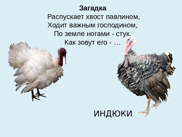 Загадка  Распускает хвост павлином,  Ходит важным господином,  По земле ногами - стук,  Как зовут его - …  ИНДЮКИ 