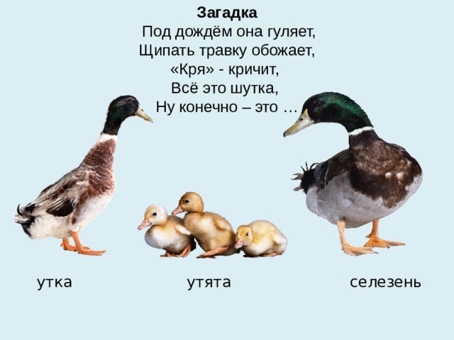 Загадка  Под дождём она гуляет,  Щипать травку обожает,  «Кря» - кричит,  Всё это шутка,  Ну конечно – это …  утка утята селезень 