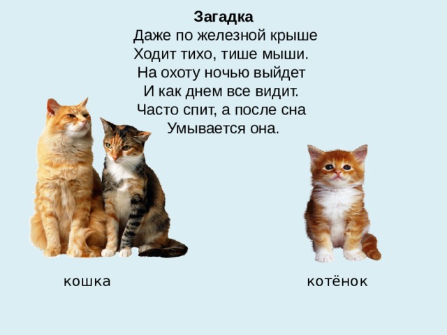 Загадка   Даже по железной крыше  Ходит тихо, тише мыши.  На охоту ночью выйдет  И как днем все видит.  Часто спит, а после сна  Умывается она.  кошка котёнок 