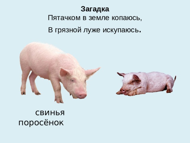 Загадка  Пятачком в земле копаюсь,  В грязной луже искупаюсь .  свинья поросёнок 