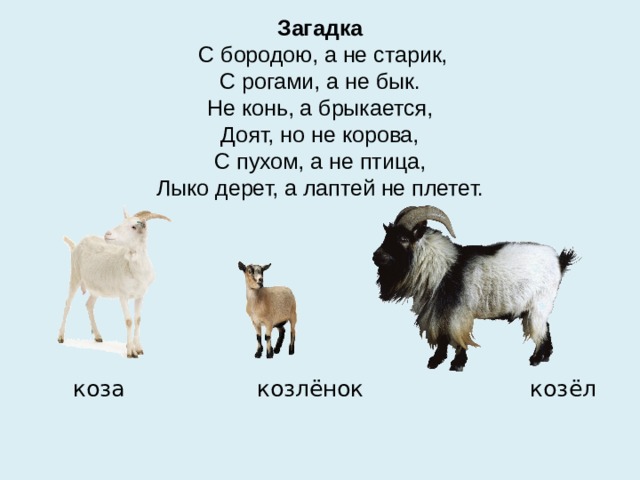 Загадка  С бородою, а не старик,  С рогами, а не бык.  Не конь, а брыкается,  Доят, но не корова,  С пухом, а не птица,  Лыко дерет, а лаптей не плетет.  коза козлёнок козёл 