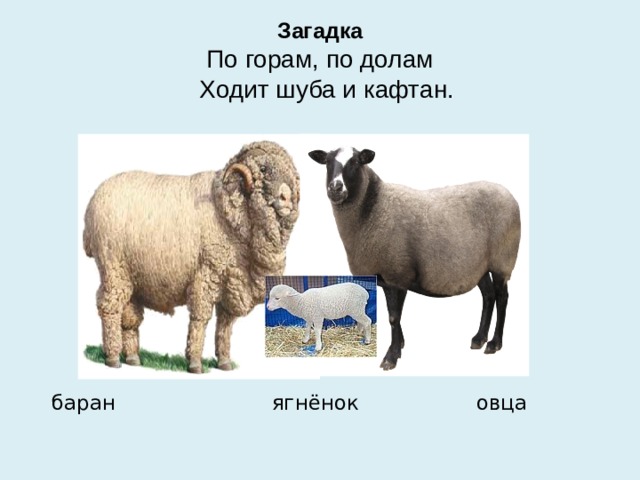 Загадка  По горам, по долам  Ходит шуба и кафтан.  баран ягнёнок овца 