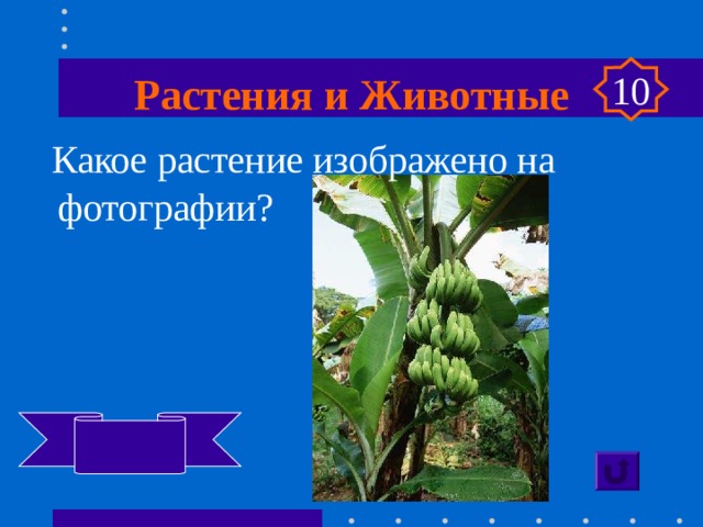 Растения и Животные 10  Какое растение изображено на фотографии?   Банан 