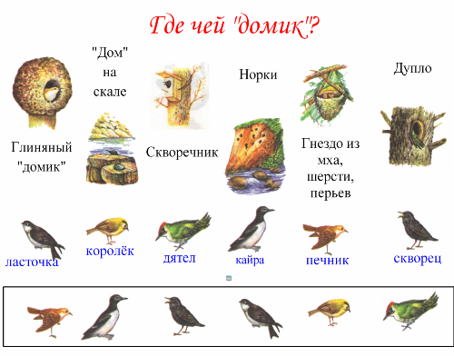 Где найти птичку. Перелётные птицы для дошкольников в гнезде. Кто где живет птицы. Где живут Дикие птицы. Птицы живущие в гнездах.