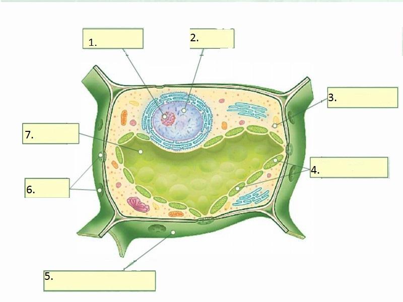 Рисунок растительной клетки с обозначениями