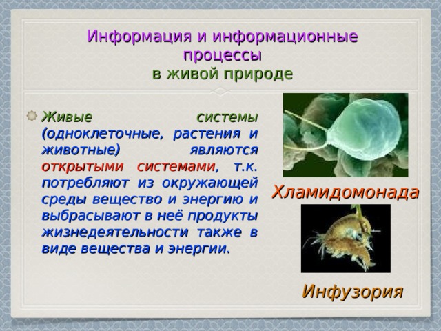 Информация и информационные процессы  в живой природе Живые системы (одноклеточные, растения и животные) являются открытыми системами , т.к. потребляют из окружающей среды вещество и энергию и выбрасывают в неё продукты жизнедеятельности также в виде вещества и энергии. Хламидомонада Инфузория 